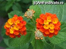 [P46x] lantana » foto by Cristian_h
 - 
<span class="allrVoted glyphicon glyphicon-heart hidden" id="av33894"></span>
<a class="m-l-10 hidden" id="sv33894" onclick="voting_Foto_DelVot(,33894,19622)" role="button">șterge vot <span class="glyphicon glyphicon-remove"></span></a>
<a id="v933894" class=" c-red"  onclick="voting_Foto_SetVot(33894)" role="button"><span class="glyphicon glyphicon-heart-empty"></span> <b>LIKE</b> = Votează poza</a> <img class="hidden"  id="f33894W9" src="/imagini/loader.gif" border="0" /><span class="AjErrMes hidden" id="e33894ErM"></span>