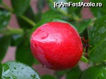 [P51x] din parfumatele flori de Karisia se naste acest fruct care ramane asa pina in primavara » foto by Cristian_h
 - 
<span class="allrVoted glyphicon glyphicon-heart hidden" id="av33899"></span>
<a class="m-l-10 hidden" id="sv33899" onclick="voting_Foto_DelVot(,33899,19622)" role="button">șterge vot <span class="glyphicon glyphicon-remove"></span></a>
<a id="v933899" class=" c-red"  onclick="voting_Foto_SetVot(33899)" role="button"><span class="glyphicon glyphicon-heart-empty"></span> <b>LIKE</b> = Votează poza</a> <img class="hidden"  id="f33899W9" src="/imagini/loader.gif" border="0" /><span class="AjErrMes hidden" id="e33899ErM"></span>