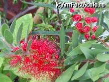 [P53x] Kalistemon - planta mea preferata , infloreste toata vara » foto by Cristian_h
 - 
<span class="allrVoted glyphicon glyphicon-heart hidden" id="av33905"></span>
<a class="m-l-10 hidden" id="sv33905" onclick="voting_Foto_DelVot(,33905,19622)" role="button">șterge vot <span class="glyphicon glyphicon-remove"></span></a>
<a id="v933905" class=" c-red"  onclick="voting_Foto_SetVot(33905)" role="button"><span class="glyphicon glyphicon-heart-empty"></span> <b>LIKE</b> = Votează poza</a> <img class="hidden"  id="f33905W9" src="/imagini/loader.gif" border="0" /><span class="AjErrMes hidden" id="e33905ErM"></span>