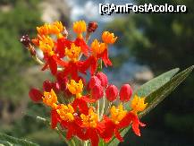 [P54x] aceasta planta mi-a fost vanduta ca fiind Greek Oleander , in mod cert nu este o specie de leandru , poate ma ajutati dumneavoastra sa o identific ! » foto by Cristian_h
 - 
<span class="allrVoted glyphicon glyphicon-heart hidden" id="av33906"></span>
<a class="m-l-10 hidden" id="sv33906" onclick="voting_Foto_DelVot(,33906,19622)" role="button">șterge vot <span class="glyphicon glyphicon-remove"></span></a>
<a id="v933906" class=" c-red"  onclick="voting_Foto_SetVot(33906)" role="button"><span class="glyphicon glyphicon-heart-empty"></span> <b>LIKE</b> = Votează poza</a> <img class="hidden"  id="f33906W9" src="/imagini/loader.gif" border="0" /><span class="AjErrMes hidden" id="e33906ErM"></span>
