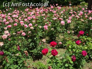[P10] Culori în Rosarium - Grădina Botanică „Dimitrie Brândză” din București. » foto by tata123 🔱
 - 
<span class="allrVoted glyphicon glyphicon-heart hidden" id="av1165292"></span>
<a class="m-l-10 hidden" id="sv1165292" onclick="voting_Foto_DelVot(,1165292,19622)" role="button">șterge vot <span class="glyphicon glyphicon-remove"></span></a>
<a id="v91165292" class=" c-red"  onclick="voting_Foto_SetVot(1165292)" role="button"><span class="glyphicon glyphicon-heart-empty"></span> <b>LIKE</b> = Votează poza</a> <img class="hidden"  id="f1165292W9" src="/imagini/loader.gif" border="0" /><span class="AjErrMes hidden" id="e1165292ErM"></span>