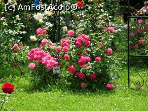 [P11] Culori în Rosarium - Grădina Botanică „Dimitrie Brândză” din București. » foto by tata123 🔱
 - 
<span class="allrVoted glyphicon glyphicon-heart hidden" id="av1165293"></span>
<a class="m-l-10 hidden" id="sv1165293" onclick="voting_Foto_DelVot(,1165293,19622)" role="button">șterge vot <span class="glyphicon glyphicon-remove"></span></a>
<a id="v91165293" class=" c-red"  onclick="voting_Foto_SetVot(1165293)" role="button"><span class="glyphicon glyphicon-heart-empty"></span> <b>LIKE</b> = Votează poza</a> <img class="hidden"  id="f1165293W9" src="/imagini/loader.gif" border="0" /><span class="AjErrMes hidden" id="e1165293ErM"></span>