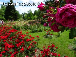 [P12] Culori în Rosarium - Grădina Botanică „Dimitrie Brândză” din București. » foto by tata123 🔱
 - 
<span class="allrVoted glyphicon glyphicon-heart hidden" id="av1165294"></span>
<a class="m-l-10 hidden" id="sv1165294" onclick="voting_Foto_DelVot(,1165294,19622)" role="button">șterge vot <span class="glyphicon glyphicon-remove"></span></a>
<a id="v91165294" class=" c-red"  onclick="voting_Foto_SetVot(1165294)" role="button"><span class="glyphicon glyphicon-heart-empty"></span> <b>LIKE</b> = Votează poza</a> <img class="hidden"  id="f1165294W9" src="/imagini/loader.gif" border="0" /><span class="AjErrMes hidden" id="e1165294ErM"></span>