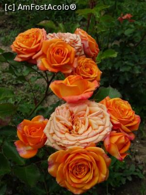 [P13] Culori în Rosarium - Grădina Botanică „Dimitrie Brândză” din București. » foto by tata123 🔱
 - 
<span class="allrVoted glyphicon glyphicon-heart hidden" id="av1165295"></span>
<a class="m-l-10 hidden" id="sv1165295" onclick="voting_Foto_DelVot(,1165295,19622)" role="button">șterge vot <span class="glyphicon glyphicon-remove"></span></a>
<a id="v91165295" class=" c-red"  onclick="voting_Foto_SetVot(1165295)" role="button"><span class="glyphicon glyphicon-heart-empty"></span> <b>LIKE</b> = Votează poza</a> <img class="hidden"  id="f1165295W9" src="/imagini/loader.gif" border="0" /><span class="AjErrMes hidden" id="e1165295ErM"></span>