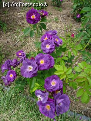 [P14] Culori în Rosarium - Grădina Botanică „Dimitrie Brândză” din București. » foto by tata123 🔱
 - 
<span class="allrVoted glyphicon glyphicon-heart hidden" id="av1165296"></span>
<a class="m-l-10 hidden" id="sv1165296" onclick="voting_Foto_DelVot(,1165296,19622)" role="button">șterge vot <span class="glyphicon glyphicon-remove"></span></a>
<a id="v91165296" class=" c-red"  onclick="voting_Foto_SetVot(1165296)" role="button"><span class="glyphicon glyphicon-heart-empty"></span> <b>LIKE</b> = Votează poza</a> <img class="hidden"  id="f1165296W9" src="/imagini/loader.gif" border="0" /><span class="AjErrMes hidden" id="e1165296ErM"></span>