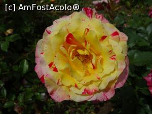 [P16] Culori în Rosarium - Grădina Botanică „Dimitrie Brândză” din București. » foto by tata123 🔱
 - 
<span class="allrVoted glyphicon glyphicon-heart hidden" id="av1165298"></span>
<a class="m-l-10 hidden" id="sv1165298" onclick="voting_Foto_DelVot(,1165298,19622)" role="button">șterge vot <span class="glyphicon glyphicon-remove"></span></a>
<a id="v91165298" class=" c-red"  onclick="voting_Foto_SetVot(1165298)" role="button"><span class="glyphicon glyphicon-heart-empty"></span> <b>LIKE</b> = Votează poza</a> <img class="hidden"  id="f1165298W9" src="/imagini/loader.gif" border="0" /><span class="AjErrMes hidden" id="e1165298ErM"></span>