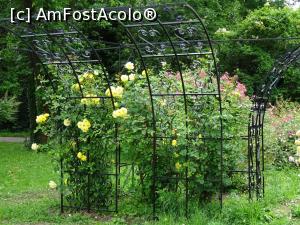 [P17] Culori în Rosarium - Grădina Botanică „Dimitrie Brândză” din București. » foto by tata123 🔱
 - 
<span class="allrVoted glyphicon glyphicon-heart hidden" id="av1165299"></span>
<a class="m-l-10 hidden" id="sv1165299" onclick="voting_Foto_DelVot(,1165299,19622)" role="button">șterge vot <span class="glyphicon glyphicon-remove"></span></a>
<a id="v91165299" class=" c-red"  onclick="voting_Foto_SetVot(1165299)" role="button"><span class="glyphicon glyphicon-heart-empty"></span> <b>LIKE</b> = Votează poza</a> <img class="hidden"  id="f1165299W9" src="/imagini/loader.gif" border="0" /><span class="AjErrMes hidden" id="e1165299ErM"></span>