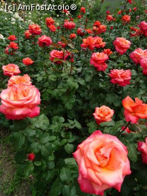 [P18] Culori în Rosarium - Grădina Botanică „Dimitrie Brândză” din București. » foto by tata123 🔱
 - 
<span class="allrVoted glyphicon glyphicon-heart hidden" id="av1165300"></span>
<a class="m-l-10 hidden" id="sv1165300" onclick="voting_Foto_DelVot(,1165300,19622)" role="button">șterge vot <span class="glyphicon glyphicon-remove"></span></a>
<a id="v91165300" class=" c-red"  onclick="voting_Foto_SetVot(1165300)" role="button"><span class="glyphicon glyphicon-heart-empty"></span> <b>LIKE</b> = Votează poza</a> <img class="hidden"  id="f1165300W9" src="/imagini/loader.gif" border="0" /><span class="AjErrMes hidden" id="e1165300ErM"></span>