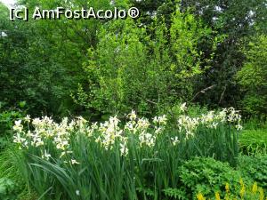[P19] Stânjenei - Grădina Botanică „Dimitrie Brândză” din București. » foto by tata123 🔱
 - 
<span class="allrVoted glyphicon glyphicon-heart hidden" id="av1165301"></span>
<a class="m-l-10 hidden" id="sv1165301" onclick="voting_Foto_DelVot(,1165301,19622)" role="button">șterge vot <span class="glyphicon glyphicon-remove"></span></a>
<a id="v91165301" class=" c-red"  onclick="voting_Foto_SetVot(1165301)" role="button"><span class="glyphicon glyphicon-heart-empty"></span> <b>LIKE</b> = Votează poza</a> <img class="hidden"  id="f1165301W9" src="/imagini/loader.gif" border="0" /><span class="AjErrMes hidden" id="e1165301ErM"></span>