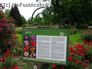 [P05] Rosarium - explicații - Grădina Botanică „Dimitrie Brândză” din București. » foto by tata123 🔱
 - 
<span class="allrVoted glyphicon glyphicon-heart hidden" id="av1165287"></span>
<a class="m-l-10 hidden" id="sv1165287" onclick="voting_Foto_DelVot(,1165287,19622)" role="button">șterge vot <span class="glyphicon glyphicon-remove"></span></a>
<a id="v91165287" class=" c-red"  onclick="voting_Foto_SetVot(1165287)" role="button"><span class="glyphicon glyphicon-heart-empty"></span> <b>LIKE</b> = Votează poza</a> <img class="hidden"  id="f1165287W9" src="/imagini/loader.gif" border="0" /><span class="AjErrMes hidden" id="e1165287ErM"></span>