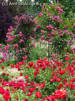 [P06] Culori în Rosarium - Grădina Botanică „Dimitrie Brândză” din București. » foto by tata123 🔱
 - 
<span class="allrVoted glyphicon glyphicon-heart hidden" id="av1165288"></span>
<a class="m-l-10 hidden" id="sv1165288" onclick="voting_Foto_DelVot(,1165288,19622)" role="button">șterge vot <span class="glyphicon glyphicon-remove"></span></a>
<a id="v91165288" class=" c-red"  onclick="voting_Foto_SetVot(1165288)" role="button"><span class="glyphicon glyphicon-heart-empty"></span> <b>LIKE</b> = Votează poza</a> <img class="hidden"  id="f1165288W9" src="/imagini/loader.gif" border="0" /><span class="AjErrMes hidden" id="e1165288ErM"></span>