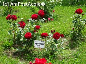 [P07] Culori în Rosarium - Grădina Botanică „Dimitrie Brândză” din București. » foto by tata123 🔱
 - 
<span class="allrVoted glyphicon glyphicon-heart hidden" id="av1165289"></span>
<a class="m-l-10 hidden" id="sv1165289" onclick="voting_Foto_DelVot(,1165289,19622)" role="button">șterge vot <span class="glyphicon glyphicon-remove"></span></a>
<a id="v91165289" class=" c-red"  onclick="voting_Foto_SetVot(1165289)" role="button"><span class="glyphicon glyphicon-heart-empty"></span> <b>LIKE</b> = Votează poza</a> <img class="hidden"  id="f1165289W9" src="/imagini/loader.gif" border="0" /><span class="AjErrMes hidden" id="e1165289ErM"></span>