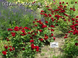 [P08] Culori în Rosarium - Grădina Botanică „Dimitrie Brândză” din București. » foto by tata123 🔱
 - 
<span class="allrVoted glyphicon glyphicon-heart hidden" id="av1165290"></span>
<a class="m-l-10 hidden" id="sv1165290" onclick="voting_Foto_DelVot(,1165290,19622)" role="button">șterge vot <span class="glyphicon glyphicon-remove"></span></a>
<a id="v91165290" class=" c-red"  onclick="voting_Foto_SetVot(1165290)" role="button"><span class="glyphicon glyphicon-heart-empty"></span> <b>LIKE</b> = Votează poza</a> <img class="hidden"  id="f1165290W9" src="/imagini/loader.gif" border="0" /><span class="AjErrMes hidden" id="e1165290ErM"></span>