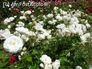 [P09] Culori în Rosarium - Grădina Botanică „Dimitrie Brândză” din București. » foto by tata123 🔱
 - 
<span class="allrVoted glyphicon glyphicon-heart hidden" id="av1165291"></span>
<a class="m-l-10 hidden" id="sv1165291" onclick="voting_Foto_DelVot(,1165291,19622)" role="button">șterge vot <span class="glyphicon glyphicon-remove"></span></a>
<a id="v91165291" class=" c-red"  onclick="voting_Foto_SetVot(1165291)" role="button"><span class="glyphicon glyphicon-heart-empty"></span> <b>LIKE</b> = Votează poza</a> <img class="hidden"  id="f1165291W9" src="/imagini/loader.gif" border="0" /><span class="AjErrMes hidden" id="e1165291ErM"></span>