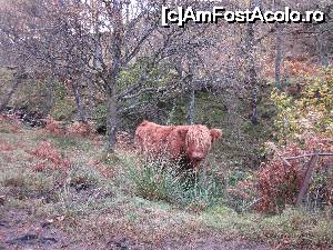 [P31] Una din văcuțele scoțiene nelipsite de acolo » foto by ariciu*
 - 
<span class="allrVoted glyphicon glyphicon-heart hidden" id="av690826"></span>
<a class="m-l-10 hidden" id="sv690826" onclick="voting_Foto_DelVot(,690826,19635)" role="button">șterge vot <span class="glyphicon glyphicon-remove"></span></a>
<a id="v9690826" class=" c-red"  onclick="voting_Foto_SetVot(690826)" role="button"><span class="glyphicon glyphicon-heart-empty"></span> <b>LIKE</b> = Votează poza</a> <img class="hidden"  id="f690826W9" src="/imagini/loader.gif" border="0" /><span class="AjErrMes hidden" id="e690826ErM"></span>
