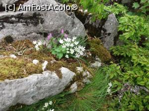 [P23] Flori care seamana cu floarea noastra de colt... » foto by vulpe mihaela
 - 
<span class="allrVoted glyphicon glyphicon-heart hidden" id="av1078426"></span>
<a class="m-l-10 hidden" id="sv1078426" onclick="voting_Foto_DelVot(,1078426,19642)" role="button">șterge vot <span class="glyphicon glyphicon-remove"></span></a>
<a id="v91078426" class=" c-red"  onclick="voting_Foto_SetVot(1078426)" role="button"><span class="glyphicon glyphicon-heart-empty"></span> <b>LIKE</b> = Votează poza</a> <img class="hidden"  id="f1078426W9" src="/imagini/loader.gif" border="0" /><span class="AjErrMes hidden" id="e1078426ErM"></span>