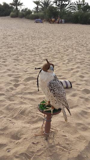 [P24]  -- <small>// FĂRĂ DESCRIERE</small> » foto by iorgulescua
 - 
<span class="allrVoted glyphicon glyphicon-heart hidden" id="av692398"></span>
<a class="m-l-10 hidden" id="sv692398" onclick="voting_Foto_DelVot(,692398,19668)" role="button">șterge vot <span class="glyphicon glyphicon-remove"></span></a>
<a id="v9692398" class=" c-red"  onclick="voting_Foto_SetVot(692398)" role="button"><span class="glyphicon glyphicon-heart-empty"></span> <b>LIKE</b> = Votează poza</a> <img class="hidden"  id="f692398W9" src="/imagini/loader.gif" border="0" /><span class="AjErrMes hidden" id="e692398ErM"></span>