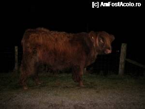 [P14] Prima văcuță scoțiană pe Isle of Mull.  » foto by ariciu*
 - 
<span class="allrVoted glyphicon glyphicon-heart hidden" id="av692493"></span>
<a class="m-l-10 hidden" id="sv692493" onclick="voting_Foto_DelVot(,692493,19669)" role="button">șterge vot <span class="glyphicon glyphicon-remove"></span></a>
<a id="v9692493" class=" c-red"  onclick="voting_Foto_SetVot(692493)" role="button"><span class="glyphicon glyphicon-heart-empty"></span> <b>LIKE</b> = Votează poza</a> <img class="hidden"  id="f692493W9" src="/imagini/loader.gif" border="0" /><span class="AjErrMes hidden" id="e692493ErM"></span>