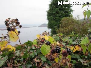 [P30] Mure de noiembrie pe Insula Mull » foto by ariciu*
 - 
<span class="allrVoted glyphicon glyphicon-heart hidden" id="av692524"></span>
<a class="m-l-10 hidden" id="sv692524" onclick="voting_Foto_DelVot(,692524,19669)" role="button">șterge vot <span class="glyphicon glyphicon-remove"></span></a>
<a id="v9692524" class=" c-red"  onclick="voting_Foto_SetVot(692524)" role="button"><span class="glyphicon glyphicon-heart-empty"></span> <b>LIKE</b> = Votează poza</a> <img class="hidden"  id="f692524W9" src="/imagini/loader.gif" border="0" /><span class="AjErrMes hidden" id="e692524ErM"></span>