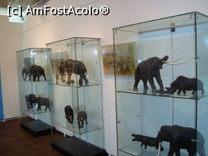 [P33] Expozitie în biserică cu animalele preistorice care au trait pe aceste meleaguri.  » foto by mireille
 - 
<span class="allrVoted glyphicon glyphicon-heart hidden" id="av929652"></span>
<a class="m-l-10 hidden" id="sv929652" onclick="voting_Foto_DelVot(,929652,19677)" role="button">șterge vot <span class="glyphicon glyphicon-remove"></span></a>
<a id="v9929652" class=" c-red"  onclick="voting_Foto_SetVot(929652)" role="button"><span class="glyphicon glyphicon-heart-empty"></span> <b>LIKE</b> = Votează poza</a> <img class="hidden"  id="f929652W9" src="/imagini/loader.gif" border="0" /><span class="AjErrMes hidden" id="e929652ErM"></span>