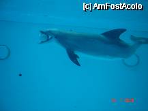 [P22] delfini jucausi » foto by geany_m
 - 
<span class="allrVoted glyphicon glyphicon-heart hidden" id="av72625"></span>
<a class="m-l-10 hidden" id="sv72625" onclick="voting_Foto_DelVot(,72625,19679)" role="button">șterge vot <span class="glyphicon glyphicon-remove"></span></a>
<a id="v972625" class=" c-red"  onclick="voting_Foto_SetVot(72625)" role="button"><span class="glyphicon glyphicon-heart-empty"></span> <b>LIKE</b> = Votează poza</a> <img class="hidden"  id="f72625W9" src="/imagini/loader.gif" border="0" /><span class="AjErrMes hidden" id="e72625ErM"></span>