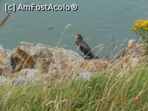 [P16] Fishguard - O pasăre obosită să mai zboare când bate vântul.  » foto by iulianic
 - 
<span class="allrVoted glyphicon glyphicon-heart hidden" id="av807731"></span>
<a class="m-l-10 hidden" id="sv807731" onclick="voting_Foto_DelVot(,807731,19690)" role="button">șterge vot <span class="glyphicon glyphicon-remove"></span></a>
<a id="v9807731" class=" c-red"  onclick="voting_Foto_SetVot(807731)" role="button"><span class="glyphicon glyphicon-heart-empty"></span> <b>LIKE</b> = Votează poza</a> <img class="hidden"  id="f807731W9" src="/imagini/loader.gif" border="0" /><span class="AjErrMes hidden" id="e807731ErM"></span>