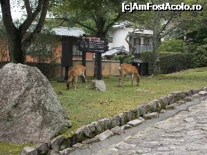 [P09] Miyajima, Căprioarele fac parte din peisaj » foto by mprofeanu
 - 
<span class="allrVoted glyphicon glyphicon-heart hidden" id="av696738"></span>
<a class="m-l-10 hidden" id="sv696738" onclick="voting_Foto_DelVot(,696738,19733)" role="button">șterge vot <span class="glyphicon glyphicon-remove"></span></a>
<a id="v9696738" class=" c-red"  onclick="voting_Foto_SetVot(696738)" role="button"><span class="glyphicon glyphicon-heart-empty"></span> <b>LIKE</b> = Votează poza</a> <img class="hidden"  id="f696738W9" src="/imagini/loader.gif" border="0" /><span class="AjErrMes hidden" id="e696738ErM"></span>