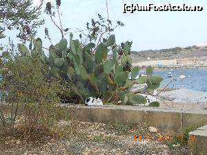 [P21] Cactuși, dar și o pisică ce se relaxează făcând abstracție de fotografii-amatori.  » foto by Rodel
 - 
<span class="allrVoted glyphicon glyphicon-heart hidden" id="av698541"></span>
<a class="m-l-10 hidden" id="sv698541" onclick="voting_Foto_DelVot(,698541,19760)" role="button">șterge vot <span class="glyphicon glyphicon-remove"></span></a>
<a id="v9698541" class=" c-red"  onclick="voting_Foto_SetVot(698541)" role="button"><span class="glyphicon glyphicon-heart-empty"></span> <b>LIKE</b> = Votează poza</a> <img class="hidden"  id="f698541W9" src="/imagini/loader.gif" border="0" /><span class="AjErrMes hidden" id="e698541ErM"></span>