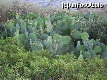 [P11] Cactusi la Cap Sunion. » foto by iulianic
 - 
<span class="allrVoted glyphicon glyphicon-heart hidden" id="av227354"></span>
<a class="m-l-10 hidden" id="sv227354" onclick="voting_Foto_DelVot(,227354,19763)" role="button">șterge vot <span class="glyphicon glyphicon-remove"></span></a>
<a id="v9227354" class=" c-red"  onclick="voting_Foto_SetVot(227354)" role="button"><span class="glyphicon glyphicon-heart-empty"></span> <b>LIKE</b> = Votează poza</a> <img class="hidden"  id="f227354W9" src="/imagini/loader.gif" border="0" /><span class="AjErrMes hidden" id="e227354ErM"></span>