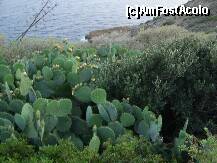 [P12] Cactusi la Cap Sunion. » foto by iulianic
 - 
<span class="allrVoted glyphicon glyphicon-heart hidden" id="av227357"></span>
<a class="m-l-10 hidden" id="sv227357" onclick="voting_Foto_DelVot(,227357,19763)" role="button">șterge vot <span class="glyphicon glyphicon-remove"></span></a>
<a id="v9227357" class=" c-red"  onclick="voting_Foto_SetVot(227357)" role="button"><span class="glyphicon glyphicon-heart-empty"></span> <b>LIKE</b> = Votează poza</a> <img class="hidden"  id="f227357W9" src="/imagini/loader.gif" border="0" /><span class="AjErrMes hidden" id="e227357ErM"></span>