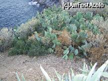 [P08] Cactusi la Cap Sunion. » foto by iulianic
 - 
<span class="allrVoted glyphicon glyphicon-heart hidden" id="av227346"></span>
<a class="m-l-10 hidden" id="sv227346" onclick="voting_Foto_DelVot(,227346,19763)" role="button">șterge vot <span class="glyphicon glyphicon-remove"></span></a>
<a id="v9227346" class=" c-red"  onclick="voting_Foto_SetVot(227346)" role="button"><span class="glyphicon glyphicon-heart-empty"></span> <b>LIKE</b> = Votează poza</a> <img class="hidden"  id="f227346W9" src="/imagini/loader.gif" border="0" /><span class="AjErrMes hidden" id="e227346ErM"></span>