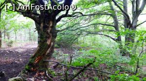 [P32] Coborărea de pe Piatra Secuiului (pe traseul marcat bandă roșie) se face printr-o frumoasă pădure » foto by Lucien
 - 
<span class="allrVoted glyphicon glyphicon-heart hidden" id="av892186"></span>
<a class="m-l-10 hidden" id="sv892186" onclick="voting_Foto_DelVot(,892186,19767)" role="button">șterge vot <span class="glyphicon glyphicon-remove"></span></a>
<a id="v9892186" class=" c-red"  onclick="voting_Foto_SetVot(892186)" role="button"><span class="glyphicon glyphicon-heart-empty"></span> <b>LIKE</b> = Votează poza</a> <img class="hidden"  id="f892186W9" src="/imagini/loader.gif" border="0" /><span class="AjErrMes hidden" id="e892186ErM"></span>