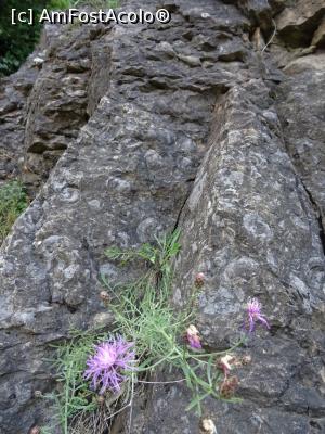 [P15] Urmele melcilor gigant se observă pe suprafața pietrei.  » foto by tata123 🔱
 - 
<span class="allrVoted glyphicon glyphicon-heart hidden" id="av1121307"></span>
<a class="m-l-10 hidden" id="sv1121307" onclick="voting_Foto_DelVot(,1121307,19774)" role="button">șterge vot <span class="glyphicon glyphicon-remove"></span></a>
<a id="v91121307" class=" c-red"  onclick="voting_Foto_SetVot(1121307)" role="button"><span class="glyphicon glyphicon-heart-empty"></span> <b>LIKE</b> = Votează poza</a> <img class="hidden"  id="f1121307W9" src="/imagini/loader.gif" border="0" /><span class="AjErrMes hidden" id="e1121307ErM"></span>