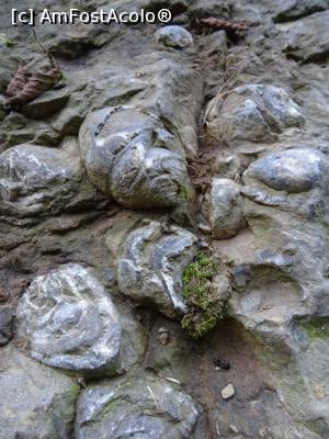 [P16] Dacă mergeți 25 m mai în stânga, printre copaci, veți descoperi cochilii fosilizate în stare mai bună.  » foto by tata123 🔱
 - 
<span class="allrVoted glyphicon glyphicon-heart hidden" id="av1121308"></span>
<a class="m-l-10 hidden" id="sv1121308" onclick="voting_Foto_DelVot(,1121308,19774)" role="button">șterge vot <span class="glyphicon glyphicon-remove"></span></a>
<a id="v91121308" class=" c-red"  onclick="voting_Foto_SetVot(1121308)" role="button"><span class="glyphicon glyphicon-heart-empty"></span> <b>LIKE</b> = Votează poza</a> <img class="hidden"  id="f1121308W9" src="/imagini/loader.gif" border="0" /><span class="AjErrMes hidden" id="e1121308ErM"></span>