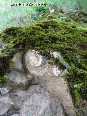 [P17] Mușchiul de pădure acoperă fosilele - Dealul cu Melci.  » foto by tata123 🔱
 - 
<span class="allrVoted glyphicon glyphicon-heart hidden" id="av1121309"></span>
<a class="m-l-10 hidden" id="sv1121309" onclick="voting_Foto_DelVot(,1121309,19774)" role="button">șterge vot <span class="glyphicon glyphicon-remove"></span></a>
<a id="v91121309" class=" c-red"  onclick="voting_Foto_SetVot(1121309)" role="button"><span class="glyphicon glyphicon-heart-empty"></span> <b>LIKE</b> = Votează poza</a> <img class="hidden"  id="f1121309W9" src="/imagini/loader.gif" border="0" /><span class="AjErrMes hidden" id="e1121309ErM"></span>