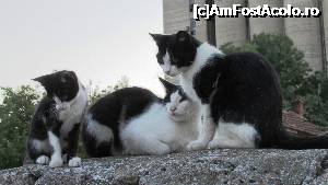 [P35] O familie de localnici » foto by crismis
 - 
<span class="allrVoted glyphicon glyphicon-heart hidden" id="av703669"></span>
<a class="m-l-10 hidden" id="sv703669" onclick="voting_Foto_DelVot(,703669,19805)" role="button">șterge vot <span class="glyphicon glyphicon-remove"></span></a>
<a id="v9703669" class=" c-red"  onclick="voting_Foto_SetVot(703669)" role="button"><span class="glyphicon glyphicon-heart-empty"></span> <b>LIKE</b> = Votează poza</a> <img class="hidden"  id="f703669W9" src="/imagini/loader.gif" border="0" /><span class="AjErrMes hidden" id="e703669ErM"></span>