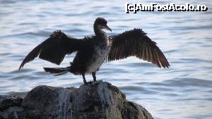 [P40] Cormoran haios » foto by crismis
 - 
<span class="allrVoted glyphicon glyphicon-heart hidden" id="av703678"></span>
<a class="m-l-10 hidden" id="sv703678" onclick="voting_Foto_DelVot(,703678,19805)" role="button">șterge vot <span class="glyphicon glyphicon-remove"></span></a>
<a id="v9703678" class=" c-red"  onclick="voting_Foto_SetVot(703678)" role="button"><span class="glyphicon glyphicon-heart-empty"></span> <b>LIKE</b> = Votează poza</a> <img class="hidden"  id="f703678W9" src="/imagini/loader.gif" border="0" /><span class="AjErrMes hidden" id="e703678ErM"></span>
