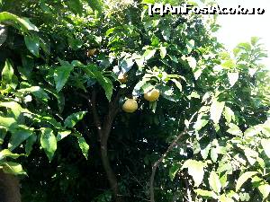 [P15] Si fructele aferente curtii, grapefruit, printre portocale si lamai coapte...  » foto by cartaovitu
 - 
<span class="allrVoted glyphicon glyphicon-heart hidden" id="av704744"></span>
<a class="m-l-10 hidden" id="sv704744" onclick="voting_Foto_DelVot(,704744,19819)" role="button">șterge vot <span class="glyphicon glyphicon-remove"></span></a>
<a id="v9704744" class=" c-red"  onclick="voting_Foto_SetVot(704744)" role="button"><span class="glyphicon glyphicon-heart-empty"></span> <b>LIKE</b> = Votează poza</a> <img class="hidden"  id="f704744W9" src="/imagini/loader.gif" border="0" /><span class="AjErrMes hidden" id="e704744ErM"></span>