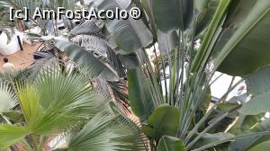 [P10] the palm » foto by paulcta
 - 
<span class="allrVoted glyphicon glyphicon-heart hidden" id="av713206"></span>
<a class="m-l-10 hidden" id="sv713206" onclick="voting_Foto_DelVot(,713206,19847)" role="button">șterge vot <span class="glyphicon glyphicon-remove"></span></a>
<a id="v9713206" class=" c-red"  onclick="voting_Foto_SetVot(713206)" role="button"><span class="glyphicon glyphicon-heart-empty"></span> <b>LIKE</b> = Votează poza</a> <img class="hidden"  id="f713206W9" src="/imagini/loader.gif" border="0" /><span class="AjErrMes hidden" id="e713206ErM"></span>