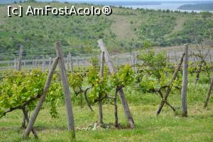 [P12] Plantatia de vita de vie » foto by Ricone
 - 
<span class="allrVoted glyphicon glyphicon-heart hidden" id="av1235568"></span>
<a class="m-l-10 hidden" id="sv1235568" onclick="voting_Foto_DelVot(,1235568,19848)" role="button">șterge vot <span class="glyphicon glyphicon-remove"></span></a>
<a id="v91235568" class=" c-red"  onclick="voting_Foto_SetVot(1235568)" role="button"><span class="glyphicon glyphicon-heart-empty"></span> <b>LIKE</b> = Votează poza</a> <img class="hidden"  id="f1235568W9" src="/imagini/loader.gif" border="0" /><span class="AjErrMes hidden" id="e1235568ErM"></span>