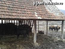 [P10] Rezervaţia de zimbrii Haţeg - zona acoperită şi podită, unde este amplasată ieslea!  » foto by creivean
 - 
<span class="allrVoted glyphicon glyphicon-heart hidden" id="av407254"></span>
<a class="m-l-10 hidden" id="sv407254" onclick="voting_Foto_DelVot(,407254,19857)" role="button">șterge vot <span class="glyphicon glyphicon-remove"></span></a>
<a id="v9407254" class=" c-red"  onclick="voting_Foto_SetVot(407254)" role="button"><span class="glyphicon glyphicon-heart-empty"></span> <b>LIKE</b> = Votează poza</a> <img class="hidden"  id="f407254W9" src="/imagini/loader.gif" border="0" /><span class="AjErrMes hidden" id="e407254ErM"></span>