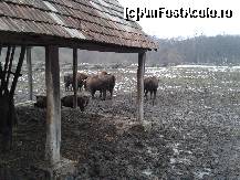 [P09] Rezervaţia de zimbrii Haţeg - numa-n poza asta io văd vreo 8!  » foto by creivean
 - 
<span class="allrVoted glyphicon glyphicon-heart hidden" id="av407253"></span>
<a class="m-l-10 hidden" id="sv407253" onclick="voting_Foto_DelVot(,407253,19857)" role="button">șterge vot <span class="glyphicon glyphicon-remove"></span></a>
<a id="v9407253" class=" c-red"  onclick="voting_Foto_SetVot(407253)" role="button"><span class="glyphicon glyphicon-heart-empty"></span> <b>LIKE</b> = Votează poza</a> <img class="hidden"  id="f407253W9" src="/imagini/loader.gif" border="0" /><span class="AjErrMes hidden" id="e407253ErM"></span>