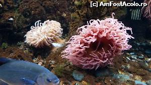 [P03] anemone in diferite culori » foto by rmnk
 - 
<span class="allrVoted glyphicon glyphicon-heart hidden" id="av603531"></span>
<a class="m-l-10 hidden" id="sv603531" onclick="voting_Foto_DelVot(,603531,19915)" role="button">șterge vot <span class="glyphicon glyphicon-remove"></span></a>
<a id="v9603531" class=" c-red"  onclick="voting_Foto_SetVot(603531)" role="button"><span class="glyphicon glyphicon-heart-empty"></span> <b>LIKE</b> = Votează poza</a> <img class="hidden"  id="f603531W9" src="/imagini/loader.gif" border="0" /><span class="AjErrMes hidden" id="e603531ErM"></span>