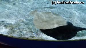[P09] cate pisici de mare vedem?  » foto by rmnk
 - 
<span class="allrVoted glyphicon glyphicon-heart hidden" id="av603537"></span>
<a class="m-l-10 hidden" id="sv603537" onclick="voting_Foto_DelVot(,603537,19915)" role="button">șterge vot <span class="glyphicon glyphicon-remove"></span></a>
<a id="v9603537" class=" c-red"  onclick="voting_Foto_SetVot(603537)" role="button"><span class="glyphicon glyphicon-heart-empty"></span> <b>LIKE</b> = Votează poza</a> <img class="hidden"  id="f603537W9" src="/imagini/loader.gif" border="0" /><span class="AjErrMes hidden" id="e603537ErM"></span>