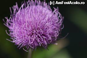 [P39] Din grădina zmeilor.  » foto by Utube
 - 
<span class="allrVoted glyphicon glyphicon-heart hidden" id="av374934"></span>
<a class="m-l-10 hidden" id="sv374934" onclick="voting_Foto_DelVot(,374934,19962)" role="button">șterge vot <span class="glyphicon glyphicon-remove"></span></a>
<a id="v9374934" class=" c-red"  onclick="voting_Foto_SetVot(374934)" role="button"><span class="glyphicon glyphicon-heart-empty"></span> <b>LIKE</b> = Votează poza</a> <img class="hidden"  id="f374934W9" src="/imagini/loader.gif" border="0" /><span class="AjErrMes hidden" id="e374934ErM"></span>