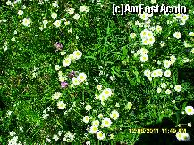 [P62]  -- <small>// FĂRĂ DESCRIERE</small> » foto by adryana
 - 
<span class="allrVoted glyphicon glyphicon-heart hidden" id="av242689"></span>
<a class="m-l-10 hidden" id="sv242689" onclick="voting_Foto_DelVot(,242689,19962)" role="button">șterge vot <span class="glyphicon glyphicon-remove"></span></a>
<a id="v9242689" class=" c-red"  onclick="voting_Foto_SetVot(242689)" role="button"><span class="glyphicon glyphicon-heart-empty"></span> <b>LIKE</b> = Votează poza</a> <img class="hidden"  id="f242689W9" src="/imagini/loader.gif" border="0" /><span class="AjErrMes hidden" id="e242689ErM"></span>