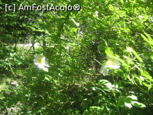 [P22] Florile din Gradina Zmeilor » foto by dorgo
 - 
<span class="allrVoted glyphicon glyphicon-heart hidden" id="av935480"></span>
<a class="m-l-10 hidden" id="sv935480" onclick="voting_Foto_DelVot(,935480,19962)" role="button">șterge vot <span class="glyphicon glyphicon-remove"></span></a>
<a id="v9935480" class=" c-red"  onclick="voting_Foto_SetVot(935480)" role="button"><span class="glyphicon glyphicon-heart-empty"></span> <b>LIKE</b> = Votează poza</a> <img class="hidden"  id="f935480W9" src="/imagini/loader.gif" border="0" /><span class="AjErrMes hidden" id="e935480ErM"></span>