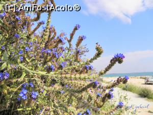 [P19] Floră spontană, Eforie Sud.  » foto by cod_gabriel
 - 
<span class="allrVoted glyphicon glyphicon-heart hidden" id="av824175"></span>
<a class="m-l-10 hidden" id="sv824175" onclick="voting_Foto_DelVot(,824175,19965)" role="button">șterge vot <span class="glyphicon glyphicon-remove"></span></a>
<a id="v9824175" class=" c-red"  onclick="voting_Foto_SetVot(824175)" role="button"><span class="glyphicon glyphicon-heart-empty"></span> <b>LIKE</b> = Votează poza</a> <img class="hidden"  id="f824175W9" src="/imagini/loader.gif" border="0" /><span class="AjErrMes hidden" id="e824175ErM"></span>