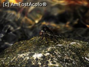 [P05] Alt crab.  » foto by cod_gabriel
 - 
<span class="allrVoted glyphicon glyphicon-heart hidden" id="av824149"></span>
<a class="m-l-10 hidden" id="sv824149" onclick="voting_Foto_DelVot(,824149,19965)" role="button">șterge vot <span class="glyphicon glyphicon-remove"></span></a>
<a id="v9824149" class=" c-red"  onclick="voting_Foto_SetVot(824149)" role="button"><span class="glyphicon glyphicon-heart-empty"></span> <b>LIKE</b> = Votează poza</a> <img class="hidden"  id="f824149W9" src="/imagini/loader.gif" border="0" /><span class="AjErrMes hidden" id="e824149ErM"></span>