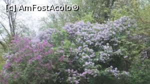 [P12] Liliacul inflorit, un parfum subtil » foto by teona
 - 
<span class="allrVoted glyphicon glyphicon-heart hidden" id="av715490"></span>
<a class="m-l-10 hidden" id="sv715490" onclick="voting_Foto_DelVot(,715490,19966)" role="button">șterge vot <span class="glyphicon glyphicon-remove"></span></a>
<a id="v9715490" class=" c-red"  onclick="voting_Foto_SetVot(715490)" role="button"><span class="glyphicon glyphicon-heart-empty"></span> <b>LIKE</b> = Votează poza</a> <img class="hidden"  id="f715490W9" src="/imagini/loader.gif" border="0" /><span class="AjErrMes hidden" id="e715490ErM"></span>